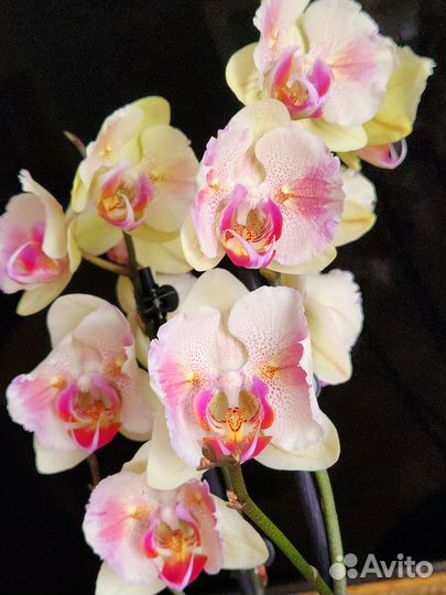 Орхидея фаленопсис бабочка