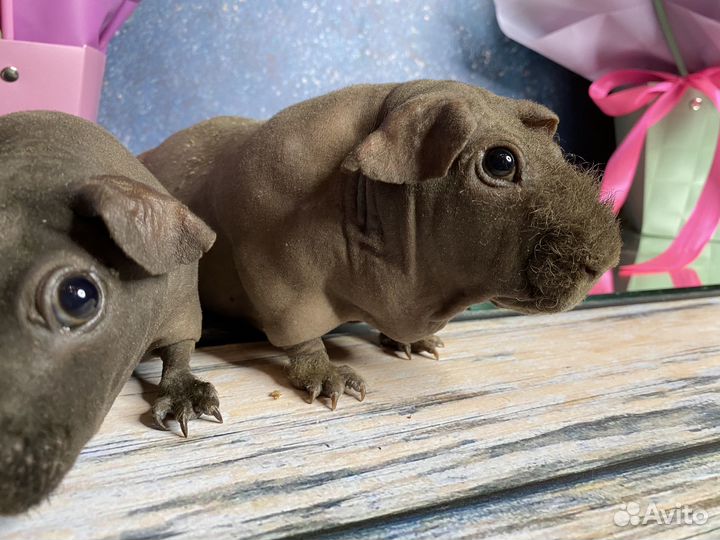 Морские свинки