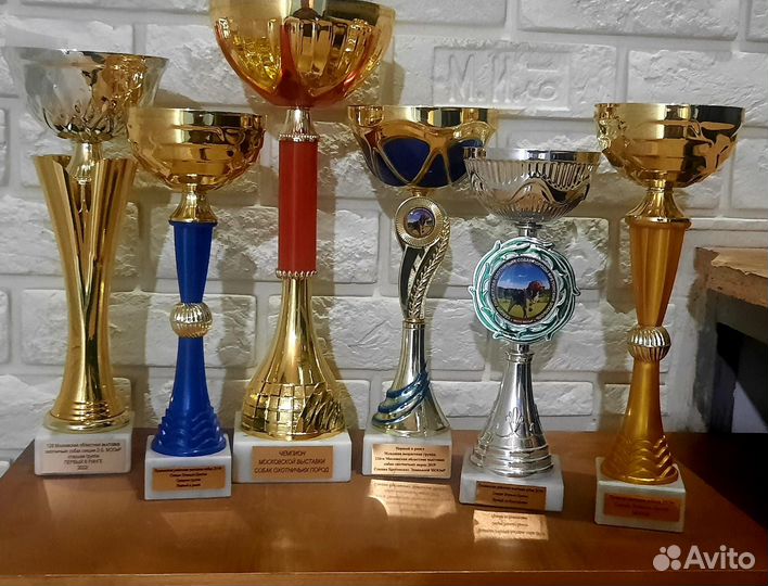 Кобель Бретонский эпаньоль вязка