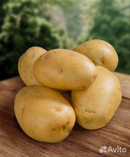 Продам картофель