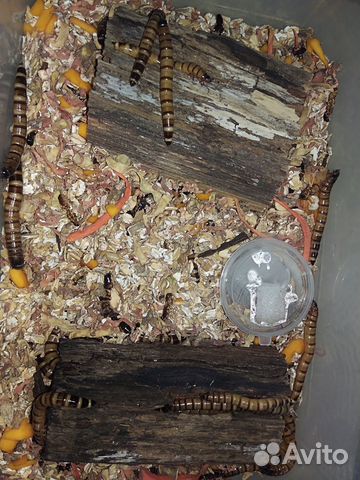 Тараканы, зофобас