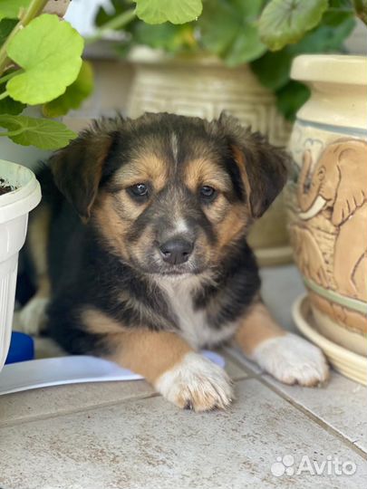 Щенок девочка доставка бесплатно