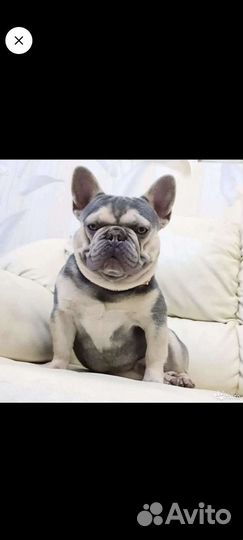 Шикарный лиловый французский бульдог вязка, щенки