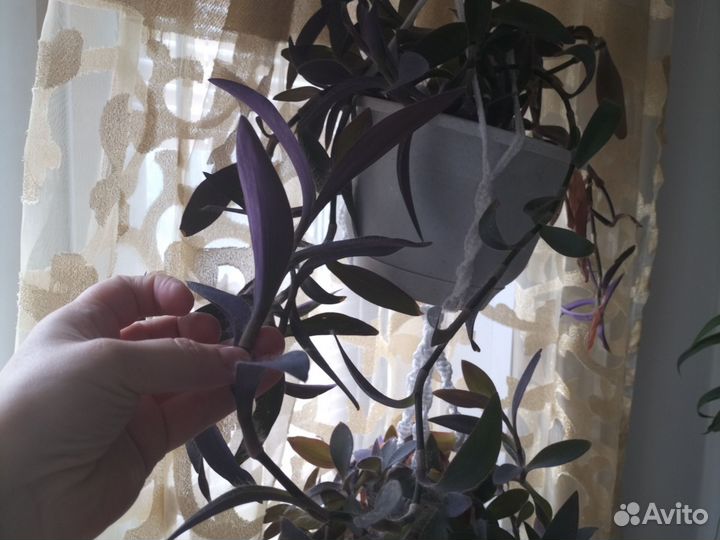 Традесканция фиолетовая