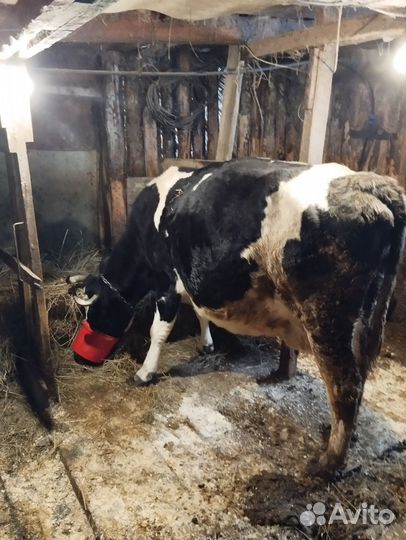 Мясо Вологда говядина(крс на мясо +Корова стельная