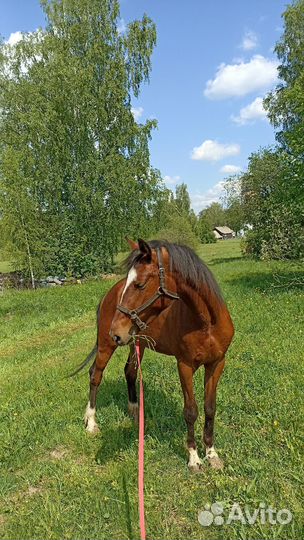 Кобыла 3 года
