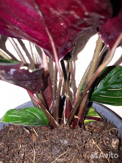 Калатея Сандериана