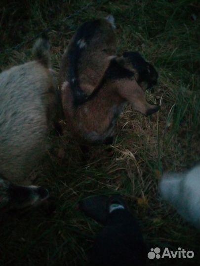 Альпийская козочка,нубийская козочка