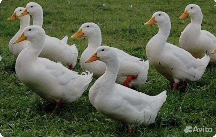 Куры несушки легорн