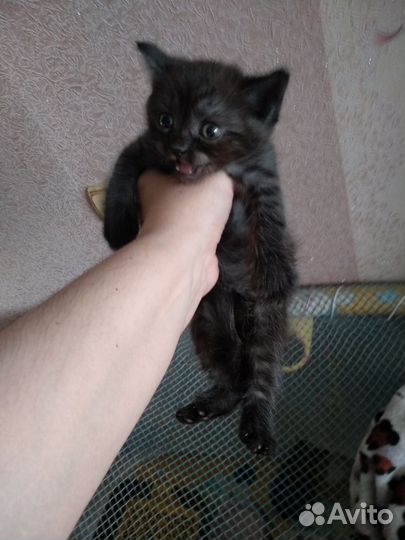Британские котята