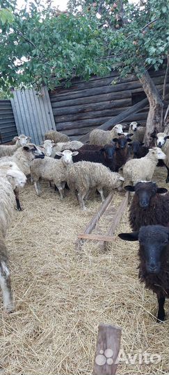 Овцы и бараны