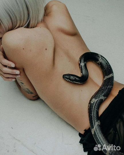 Аренда змей и экзотики (фотосессии,мероприятия)