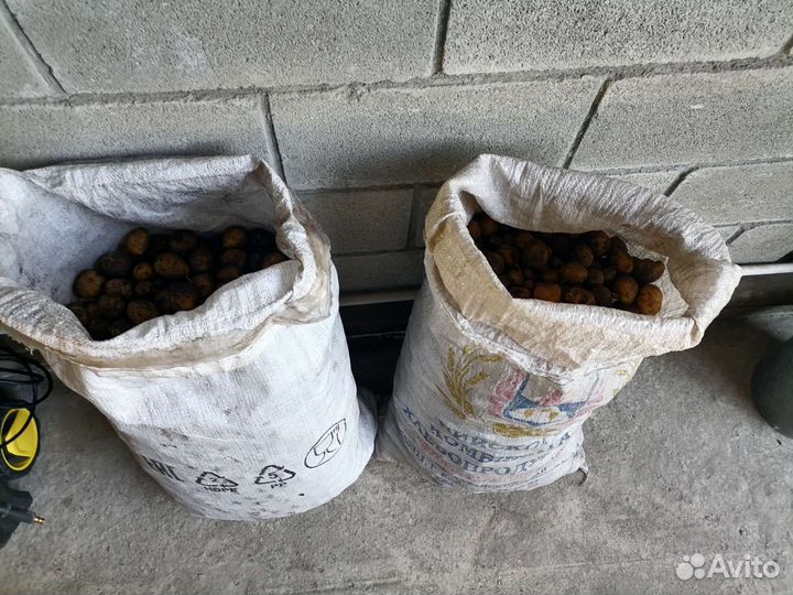 Картофель мелкий