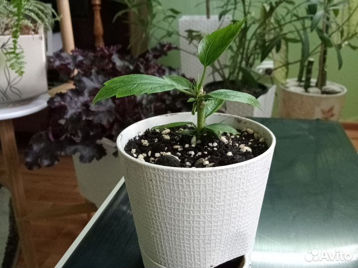 Гибискус китайская роза