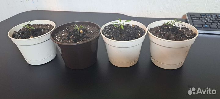 Рассада Candlelight mutant