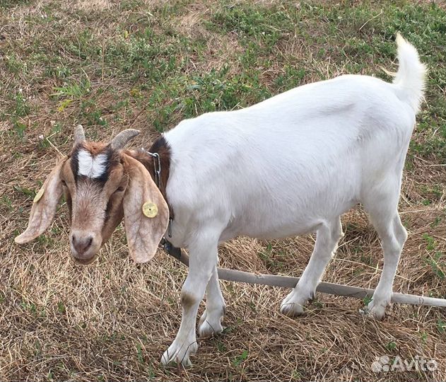 Козочка бурско- камерунская