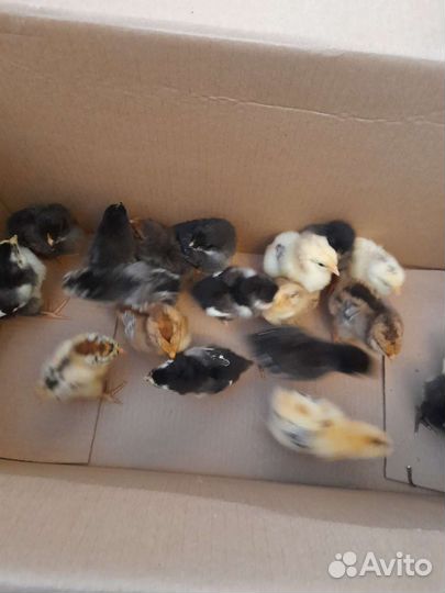 Инкубационное яйцо