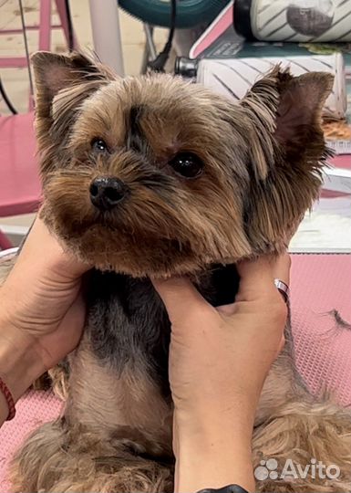 Стрижка и тримминг собак и кошек с выездом/груминг