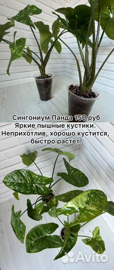 Сингониумы, эпипремнумы