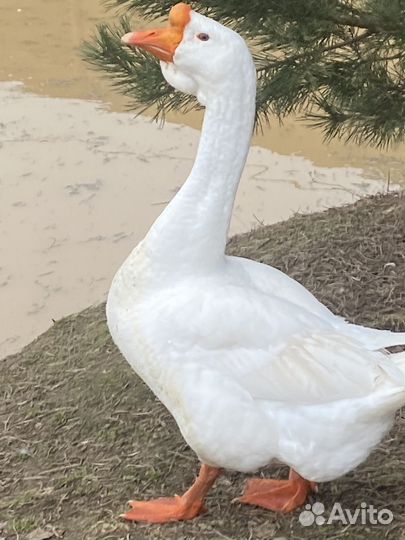 Гусиные яйца