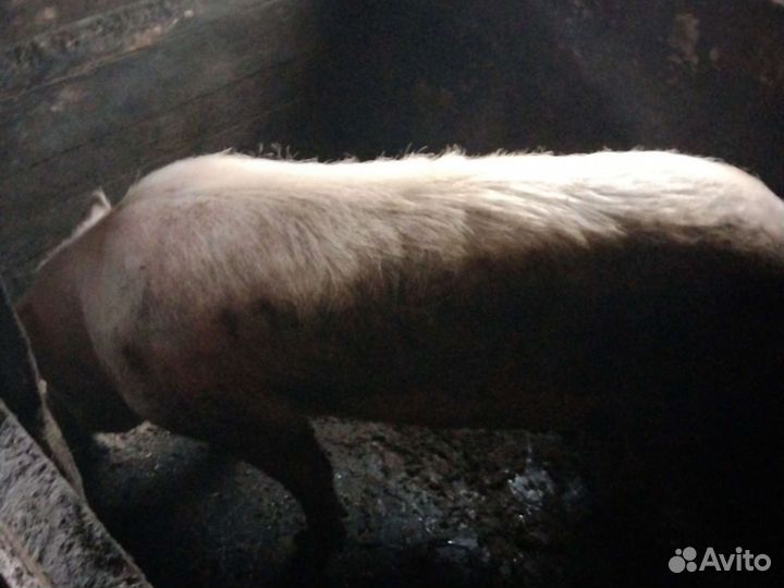Хряк,кабан производитель