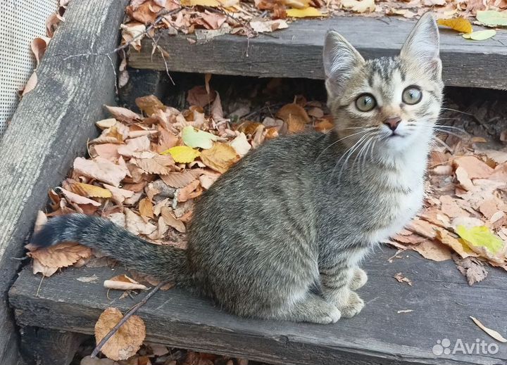 Котята