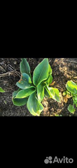 Хоста растение