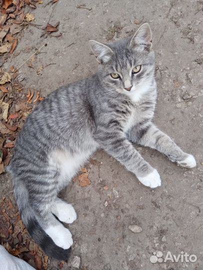 Отдам бесплатно