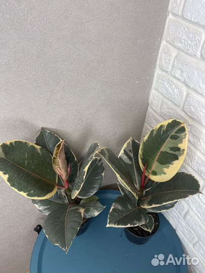 Фикус каучуконосный тинеке комнатные цветы