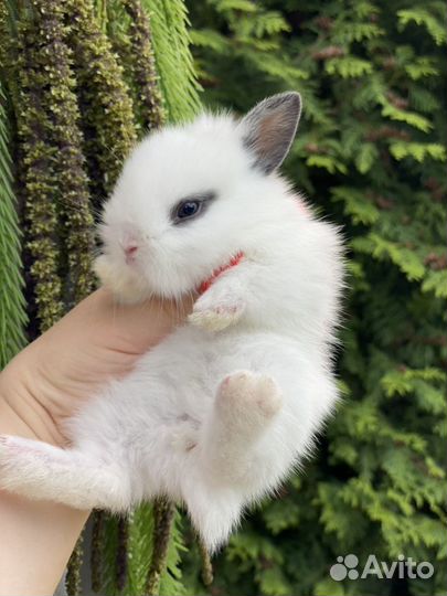 Декоративные кролики