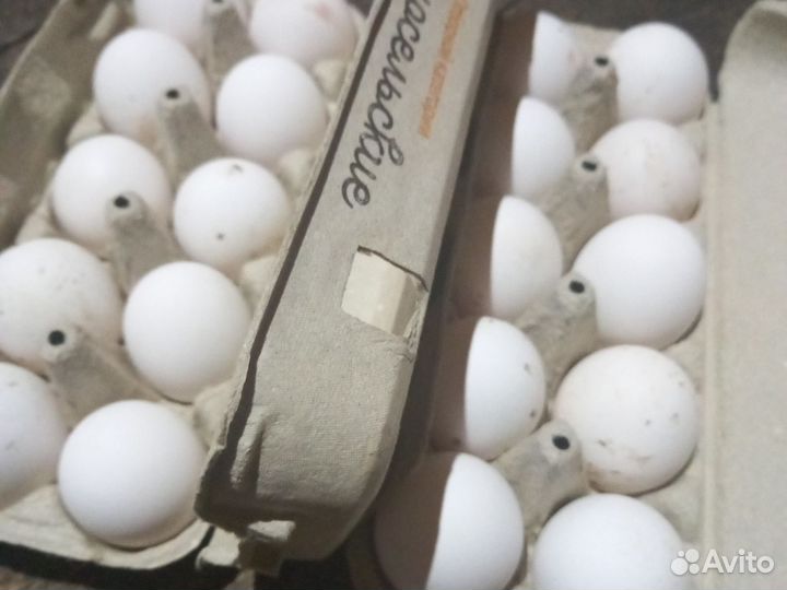 Инкубационное яйцо кур несушек
