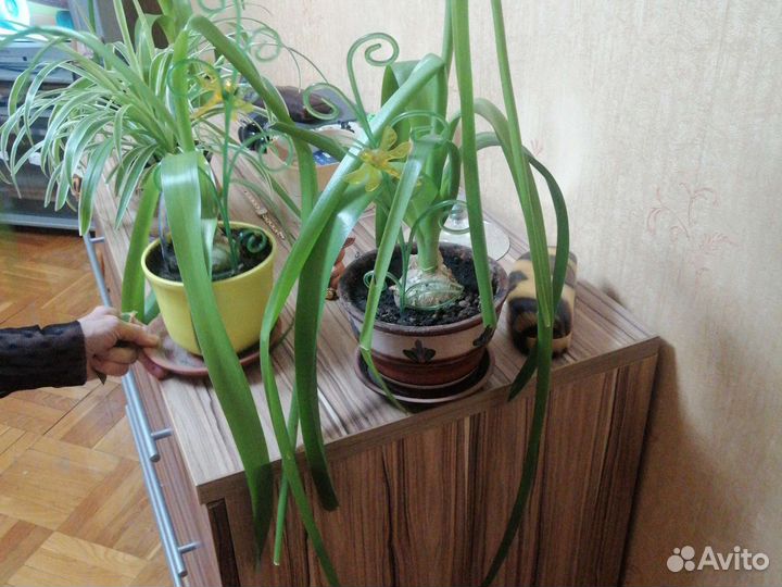 Индийский лук