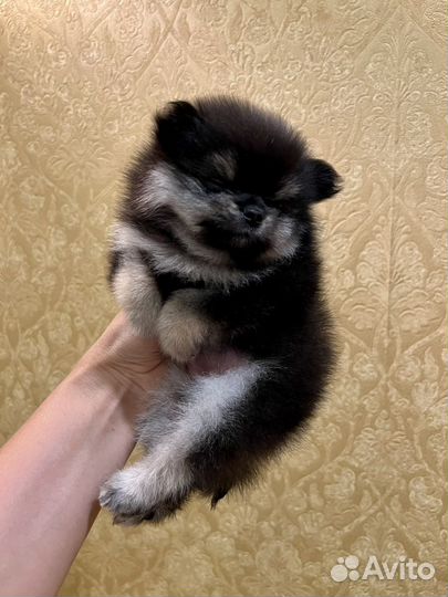 Щенки померанского шпица