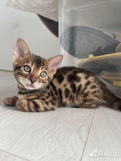 Бенгальская