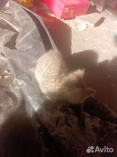 Котята в добрые руки мальчики