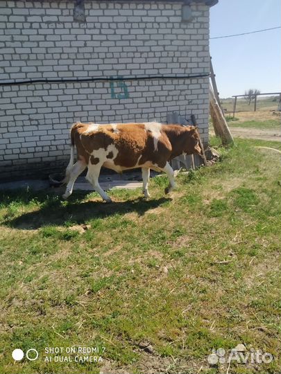 Быки на мясо