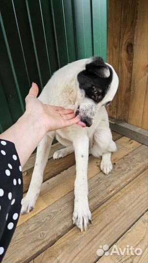 Молодая собака в добрые руки