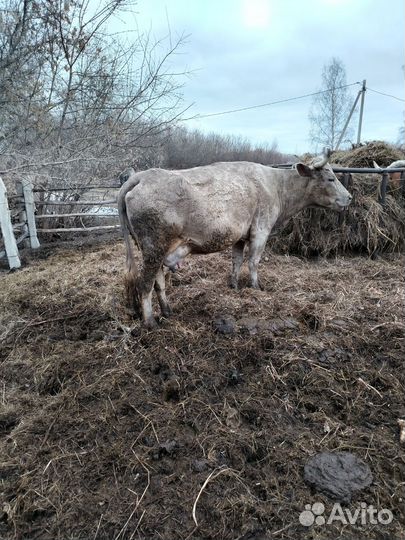 Корова дойная