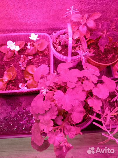 Комнатные цветы