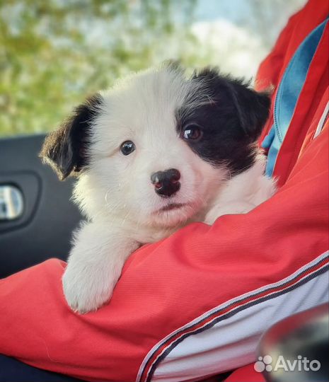 Бордер колли (девочка)