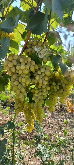 Виноград Августин