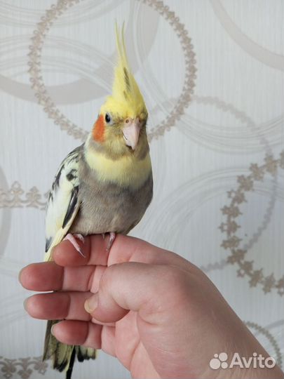 Попугай корелла