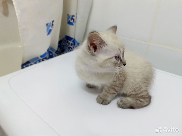 Котенок в добрые руки