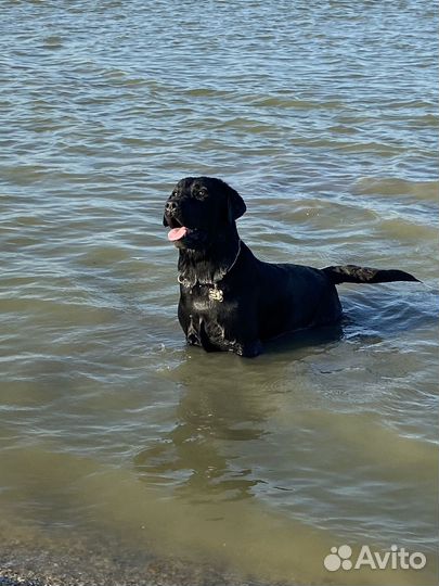 Кобель лабрадора вязка