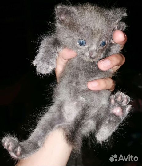 Отдам котят