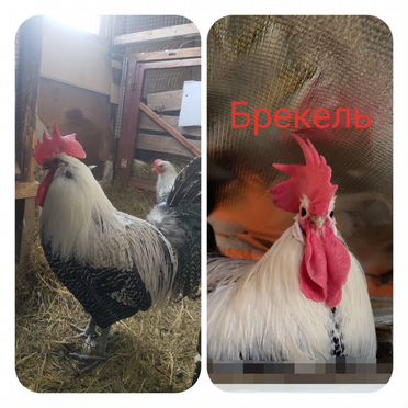 Инкубационное яйцо породных Кур