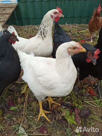 Куры доминант