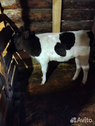 Телочки породистые