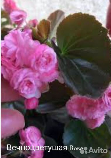 Бегония вечноцветущая махровая