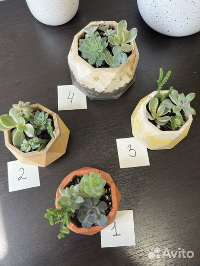 Суккуленты